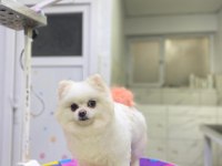 Dişi Pomeranian