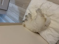 Çin aslanı 3 aylık