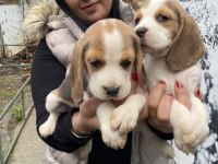 Sağlık ve ırk garantili safkan beagle yavrularım