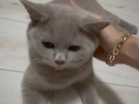 8 Aylık Safkan British Shorthair Lilac Erkek