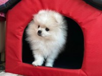 Pomeranian Boo Erkek