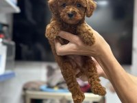 Toy Poodle Teacup 0 Boy