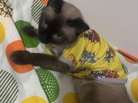 KEDİM KAYIP OLDU...