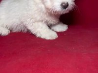 KÖPEĞİMİZ HER İLE GÖNDERİM YAPILIR