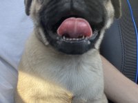 TATLI PUG 2 AYLIK