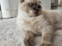 Güzel scottish fold kız
