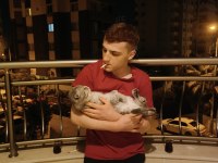 Tam bir aile kedisi çok akıllı ve sağlıklı scottish fold