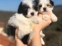 3 aylık maltipoo yavrular