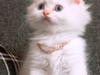 British longhair istanbul içinde ulaşımını sağlıyorum
