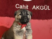Truva Kangal köpek Çiftliği