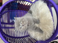 British Shorthair Safkan Yavru
