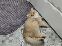 Longhair yavrularımız teslime hazır
