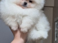 ÜST KALİTE TEACUP ORİJİNAL IRK POMERANİAN BOO (DİŞİ)