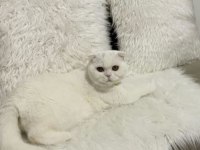 Kızım yeni ailesini aramakta scottish fold