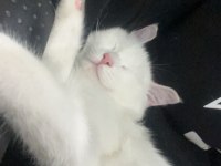 Beyaz british shorthair