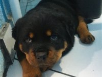 Macar koca kafa rottweiler bebekler