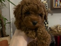 Sevgi ile büyütülen teacup ve toy poodle bebeklerimiz
