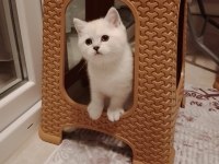 British Shorthair Pisi Pisiler