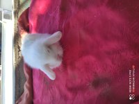 Mavi gözlü teddy lop tavşanı