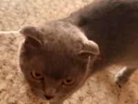 Scottish Fold Acil Yuva Aranıyor