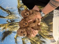A kalite orjinal poodle