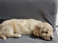 Maltipoo köpeğimiz sahiplendirilecektir