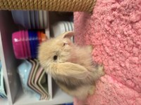 Renk renk hollanda ve teddy lop tavşanı bebekler