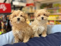 Tüy Dökmeyen Hipoalerjenik Saf Kan Maltipoo Yavrular