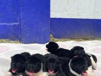 MUHTEŞEM KALİTE AMERİKAN AKİTA PANDA YAVRULAR