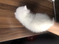 Sevimli British Shorthair 40 Günlük