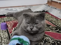 Scottish Fold Kedimiz