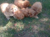 Dişi Erkek Maltipoo Bebekler