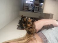 2,5 aylık Dişi Anne baba teacup Yorki