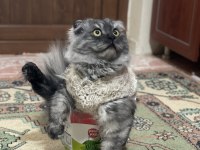 1 yaşında erkek scottish fold