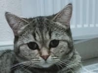 British Shorthair ve Tekir Kırması Sakız
