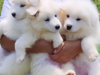PAMUK GİBİ SAMOYED YAVRULARI