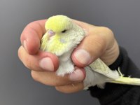 ELE KOLA ALIŞTIRMALIK ÜST DÜZEY ERKEK ŞHOW JUMBO MUHABBET