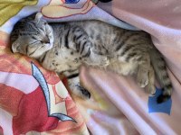 Scottish fold dişi kedimiz yeni yuvasını arıyor