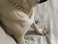 8 AYLIK KİMLİKSİZ 1 AŞILI 1 İC DIŞ PARAZİTLİ PUG