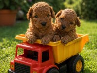 Tatlı Kucuk Poodle Mınıkler