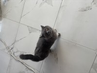Acil erkek kedimiz