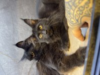 Siyah aşkı maine coon