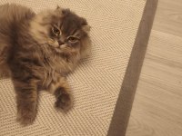 Sahibinden 10 aylık ücretsiz scottish fold