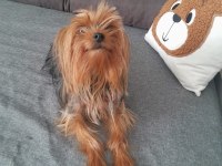 Sevecen ve oyuncu bi dost köpeğimiz