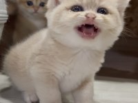 Saf Kan Golden British Shorthair Yavrular (Wcf kayıtlı)