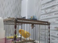 Tüyünü tamamlamış ötüşte pırıl pırıl kanarya