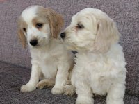 Toy poodle ve Charles ten Cavapoo