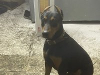 1.5 Yaşında Erkek Doberman