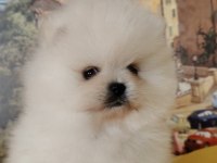 POMERANİAN BOO YAVRULARIMIZ