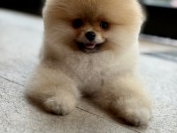 Teddy bear safkan pomeranian boo